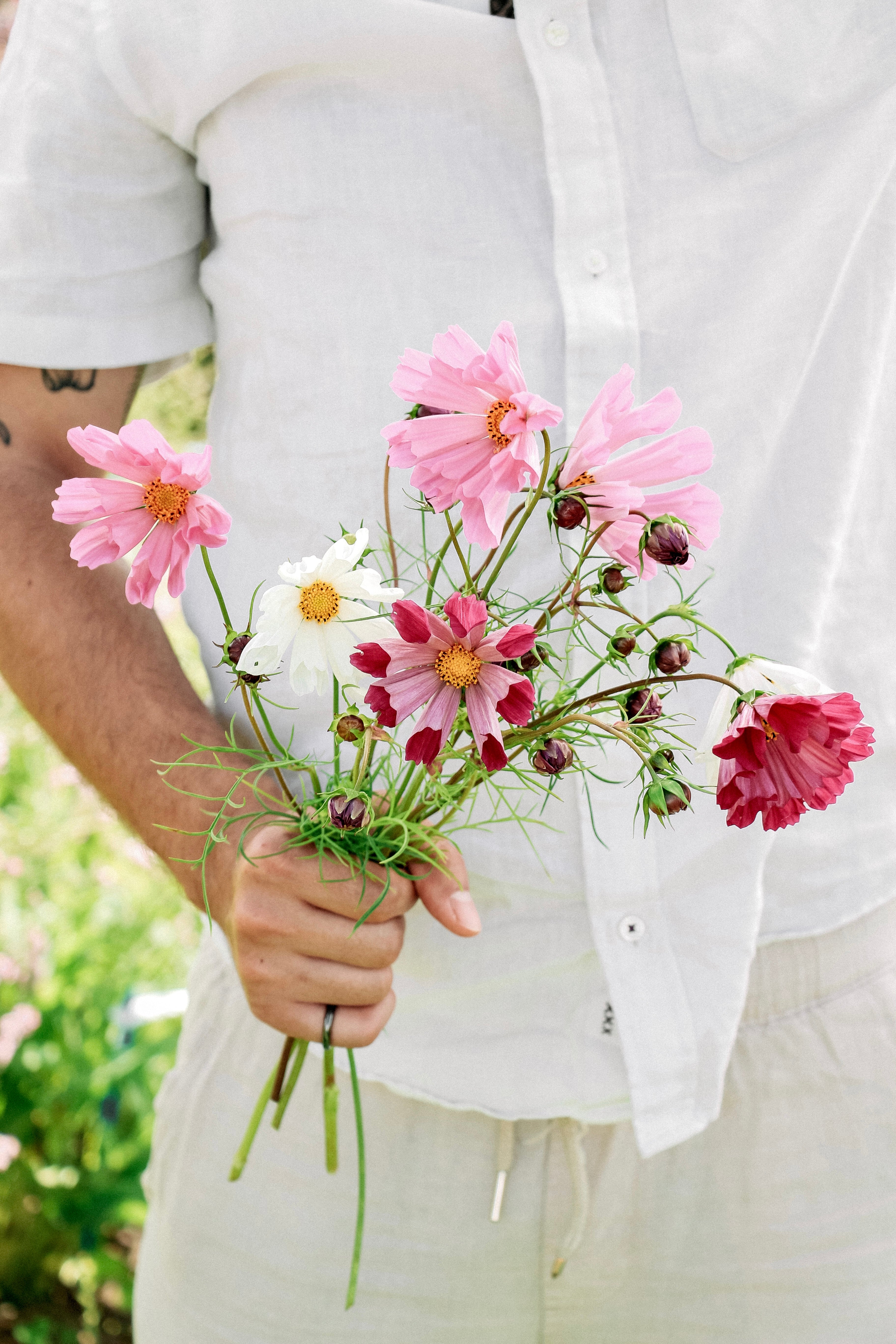Cosmos bipinnatus &