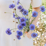 Centaurea cyanus 'blue boy'-Angelo