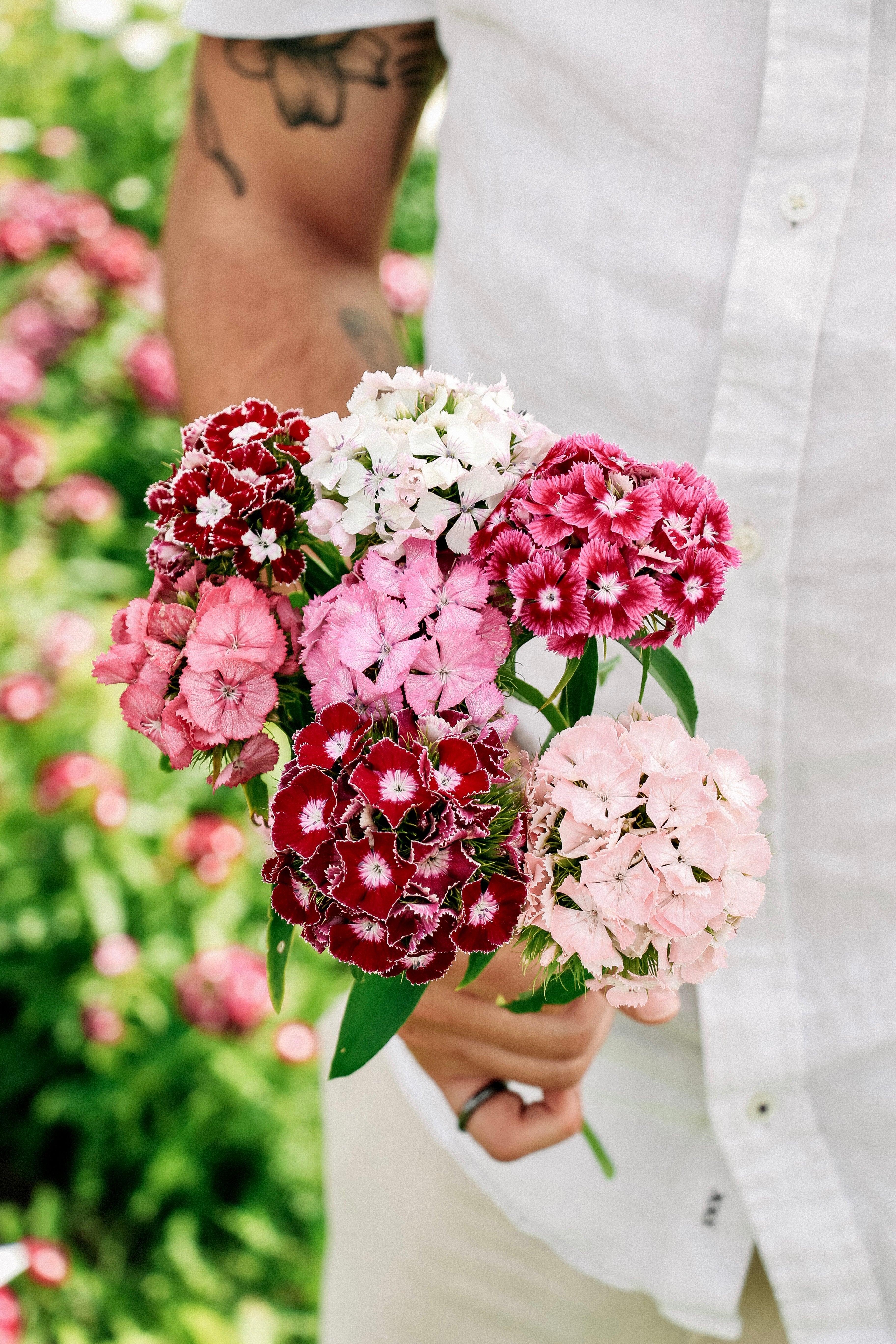 Dianthus barbatus &