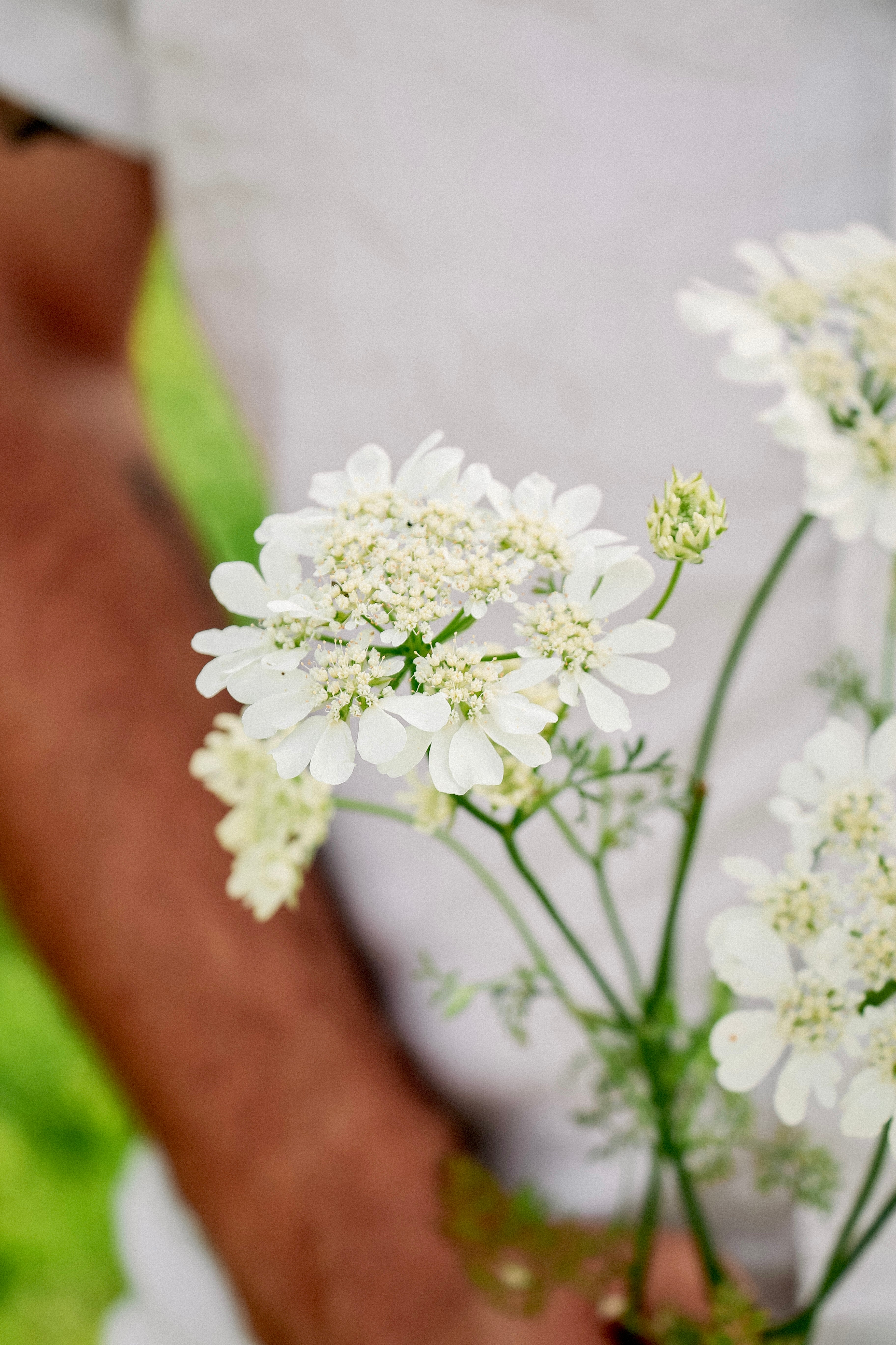 Orlaya grandiflora &