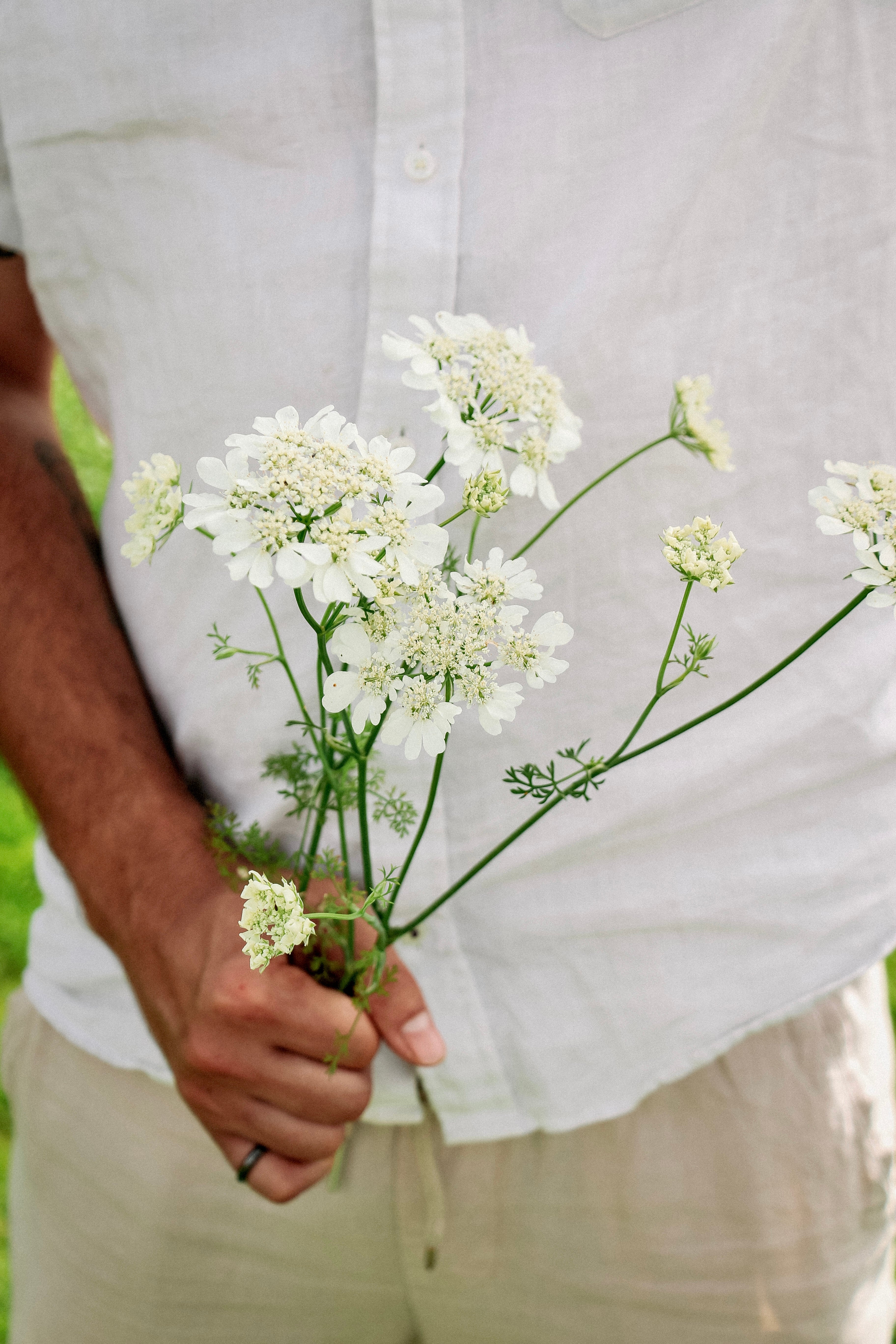 Orlaya grandiflora &