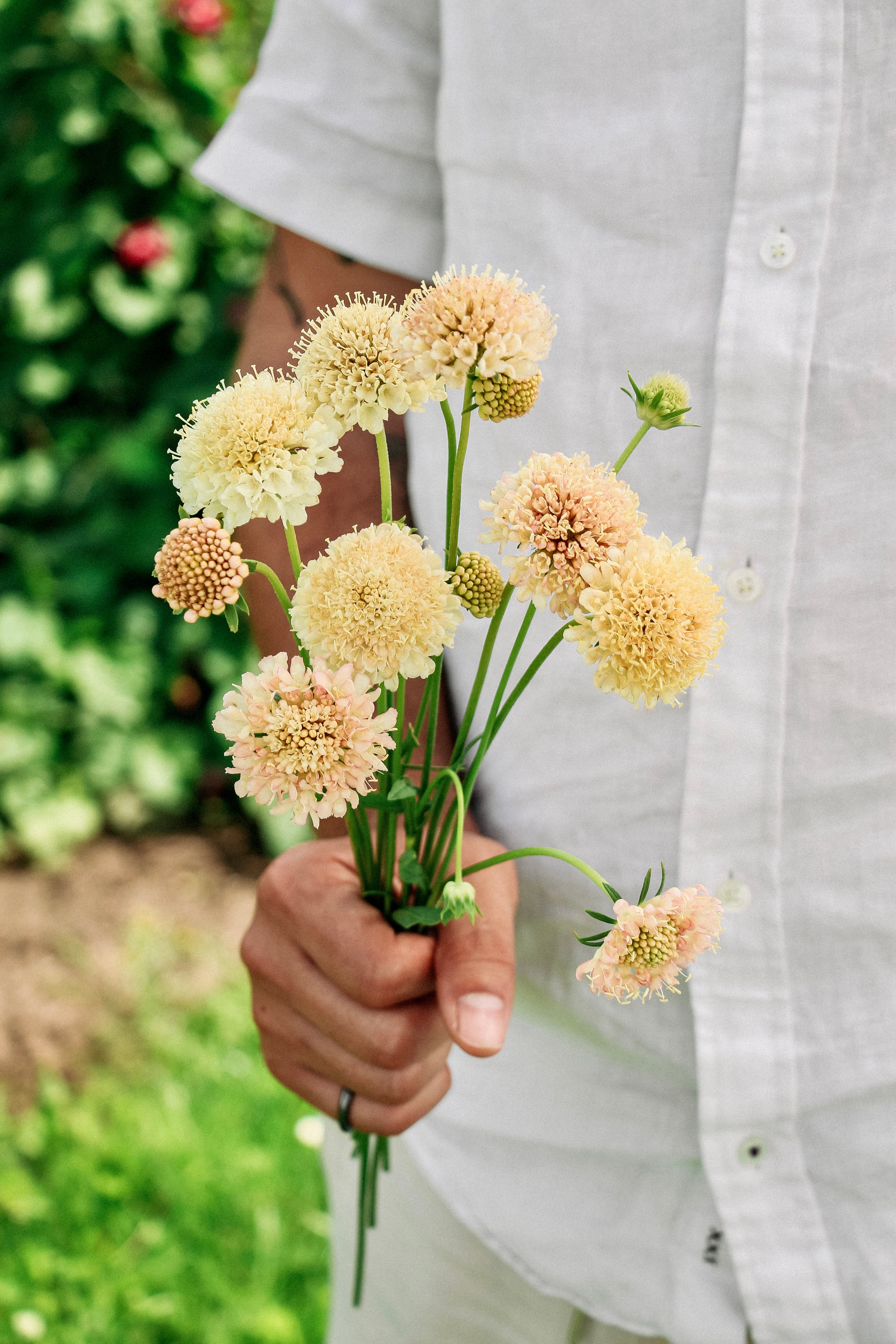 Scabiosa atropurpurea &