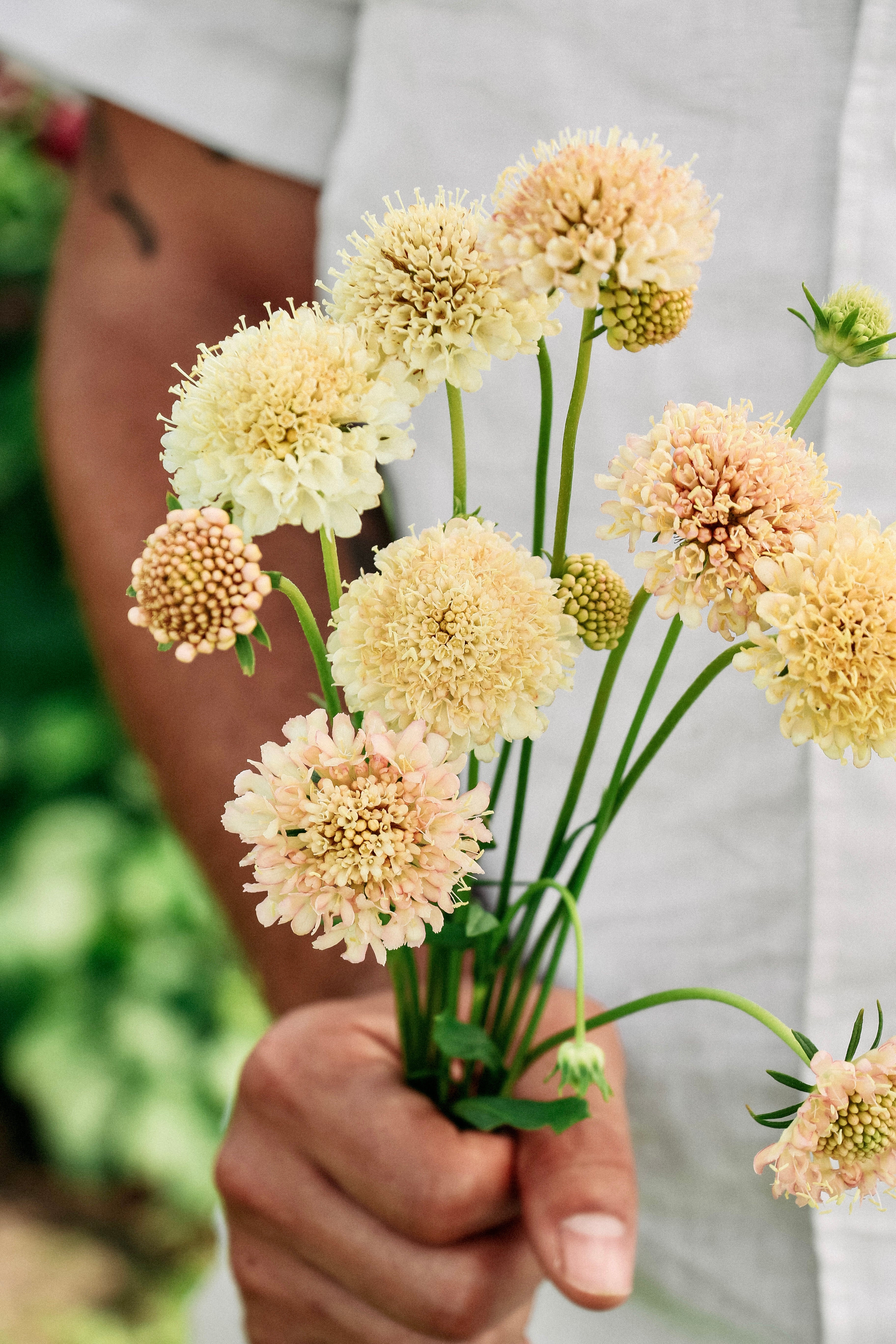 Scabiosa atropurpurea &