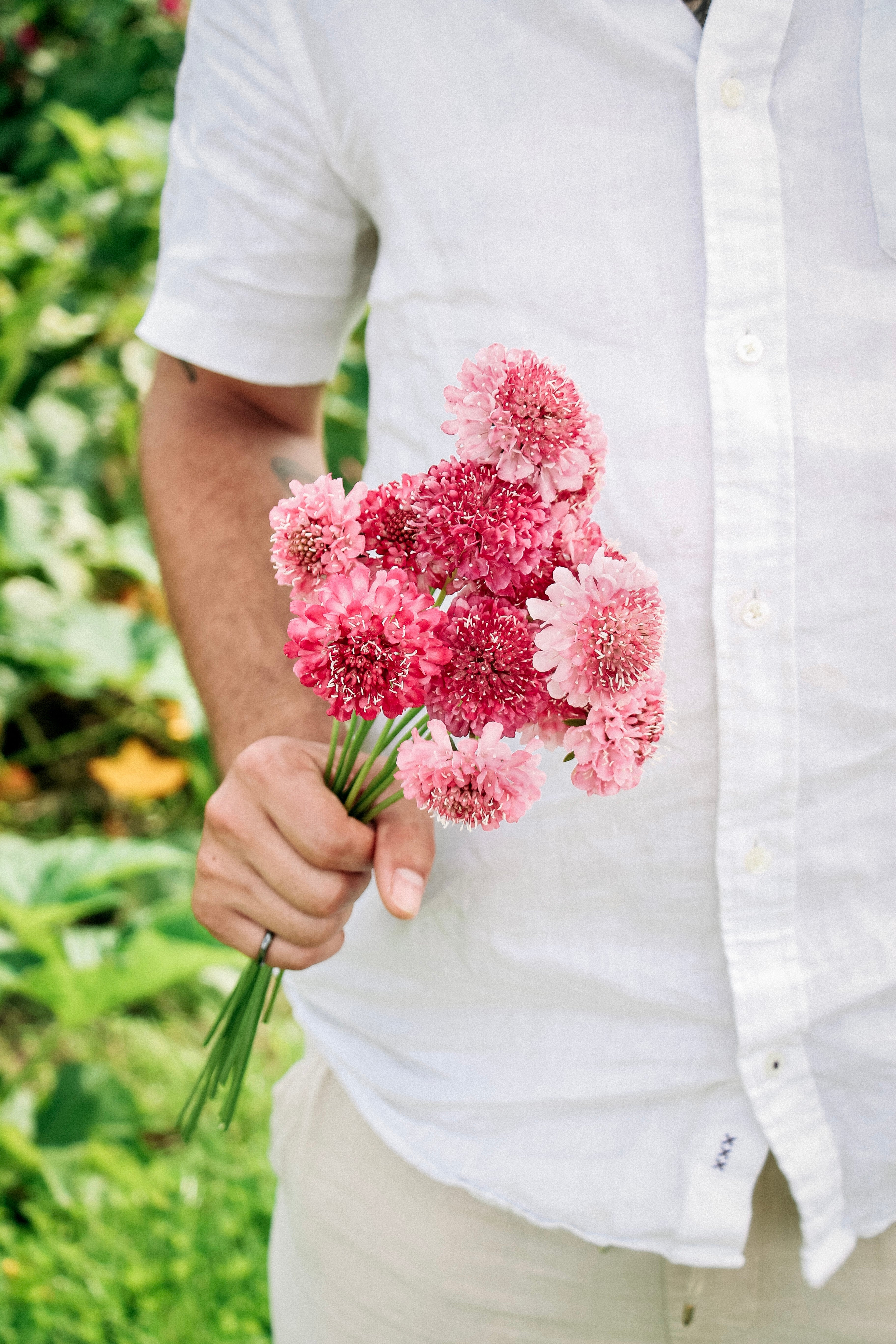 Scabiosa atropurpurea &