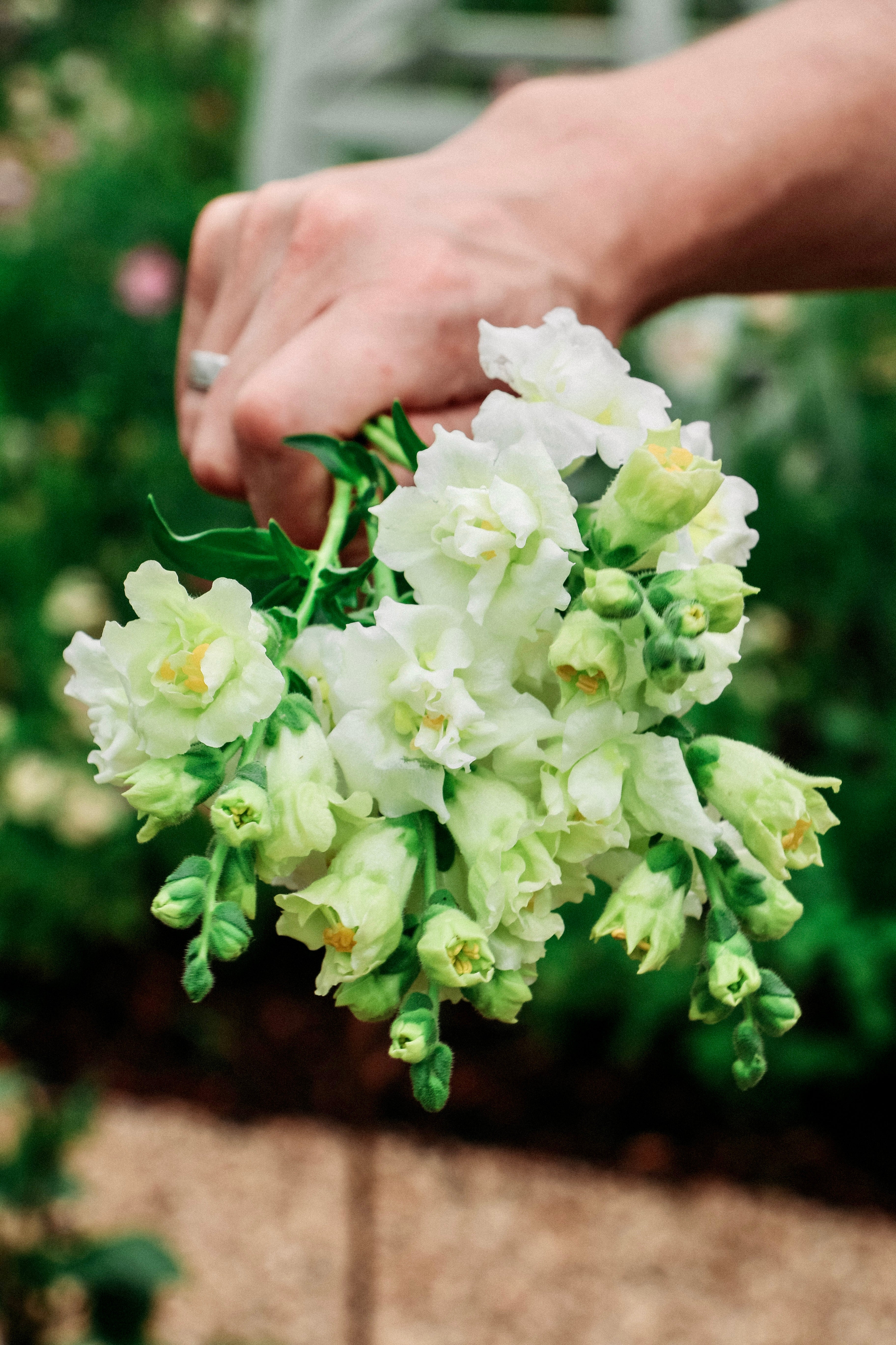 Antirrhinum majus &