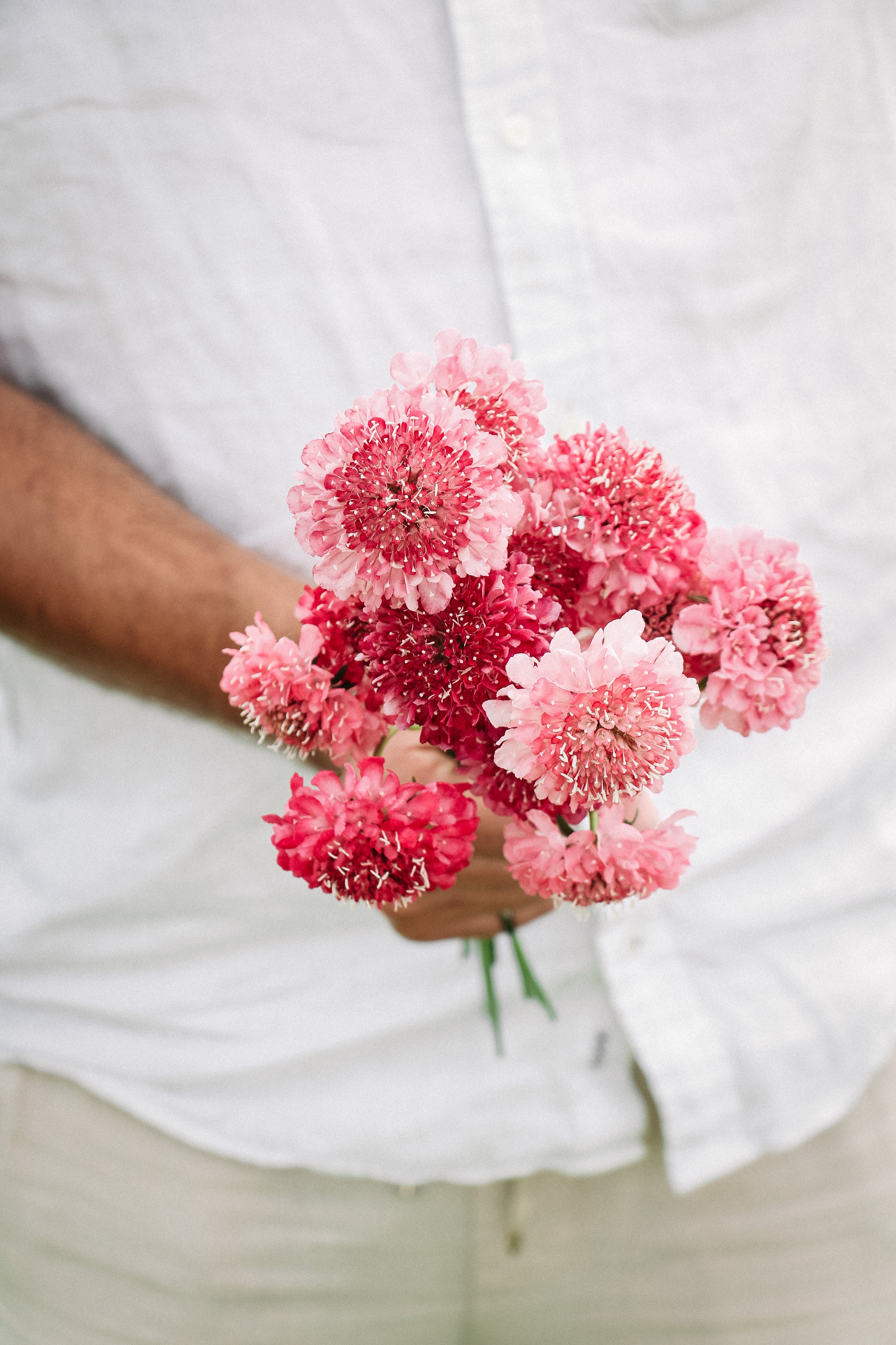 Scabiosa atropurpurea &