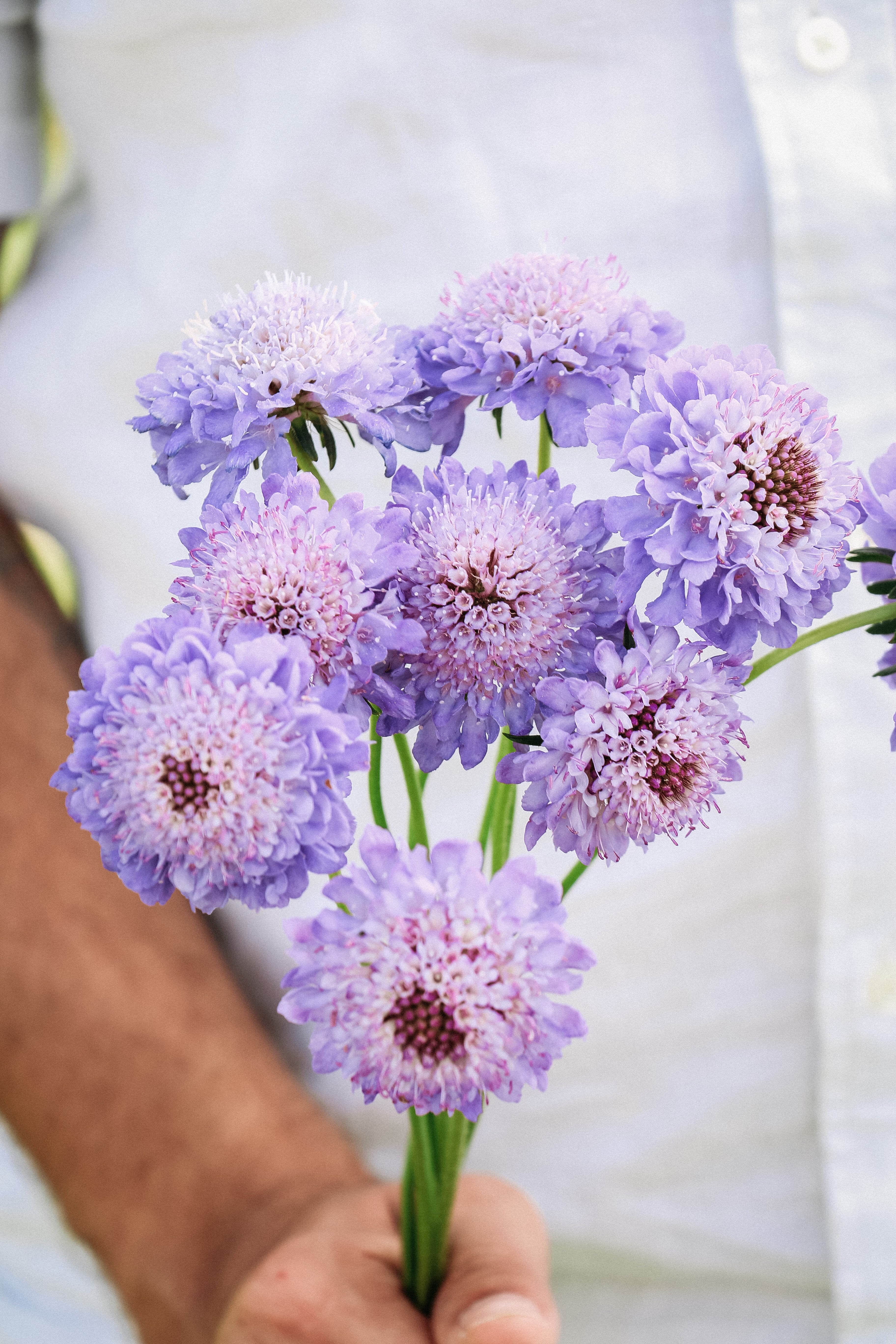 Scabiosa atropurpurea &
