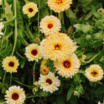 Calendula officinalis 'Apricot Beauty'-Angelo