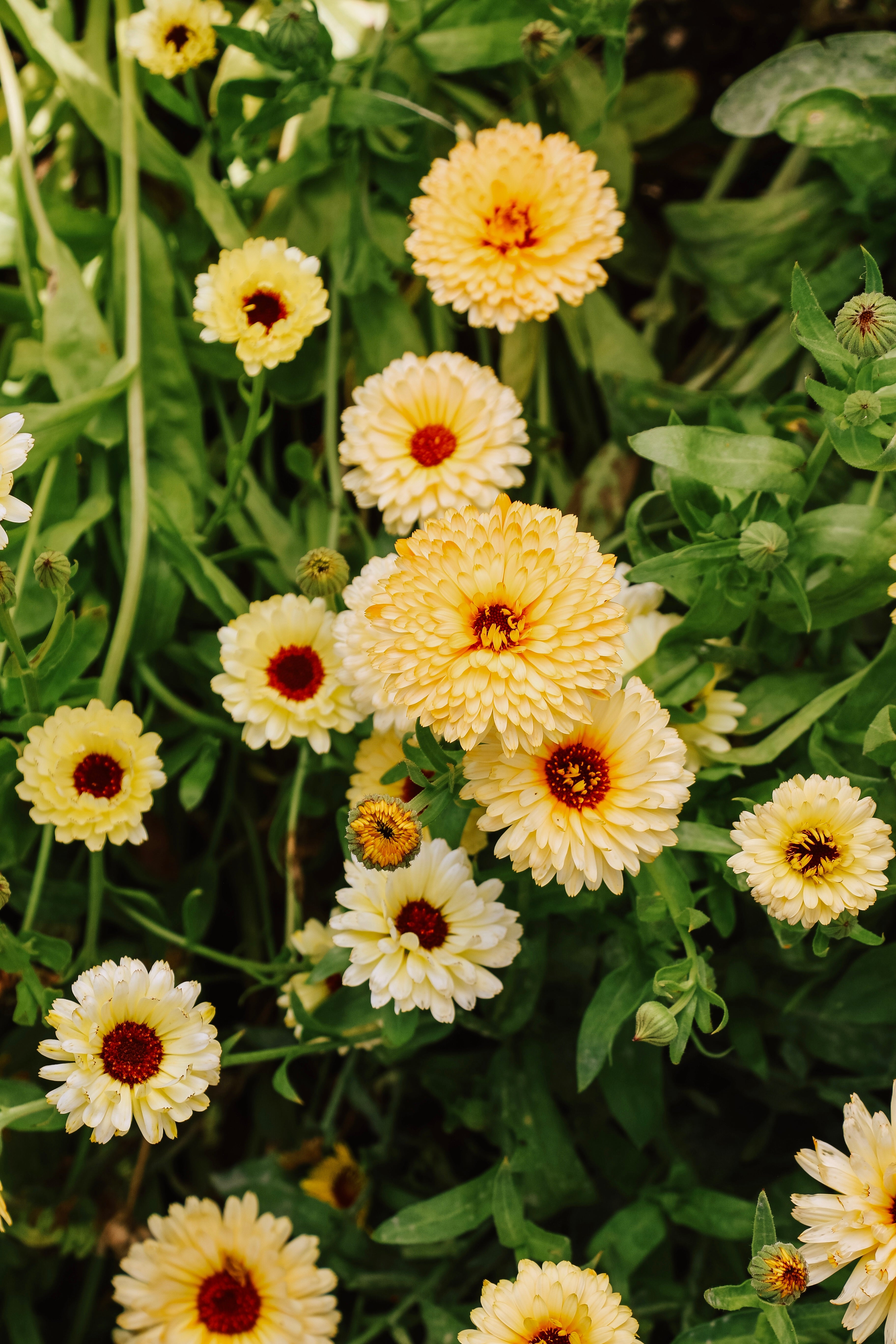 Calendula officinalis 'Apricot Beauty'-Angelo