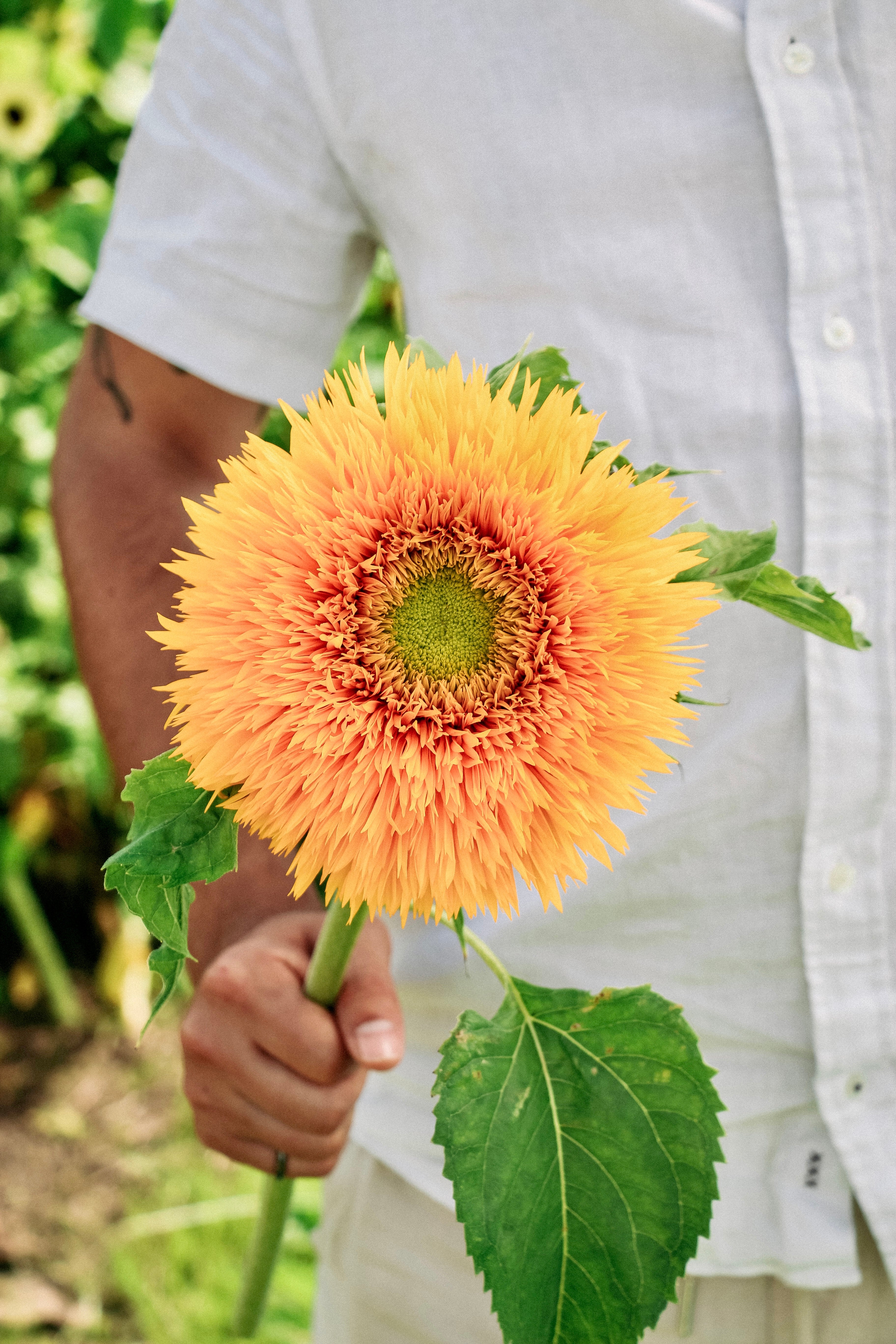 Helianthus annuus &