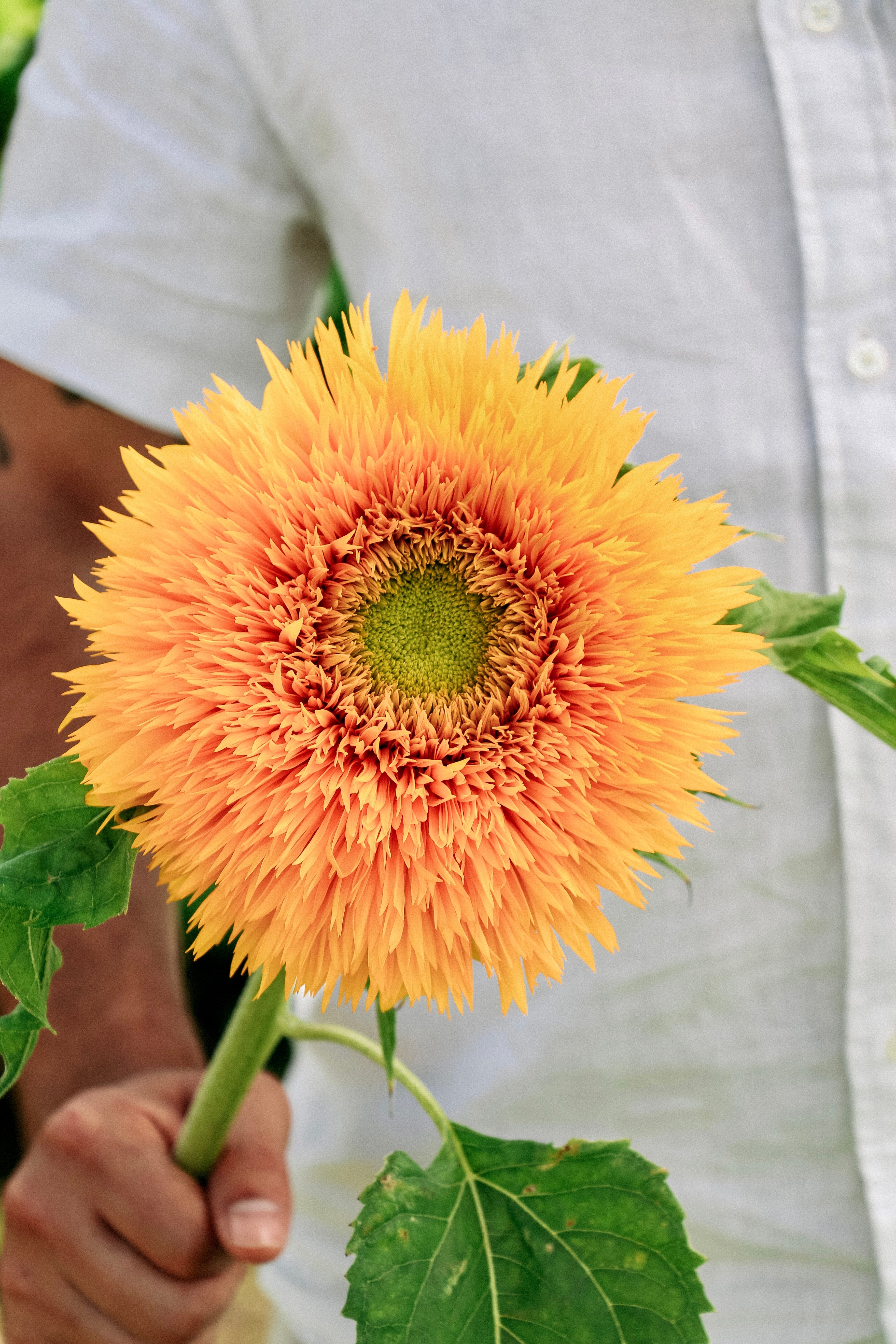 Helianthus annuus &