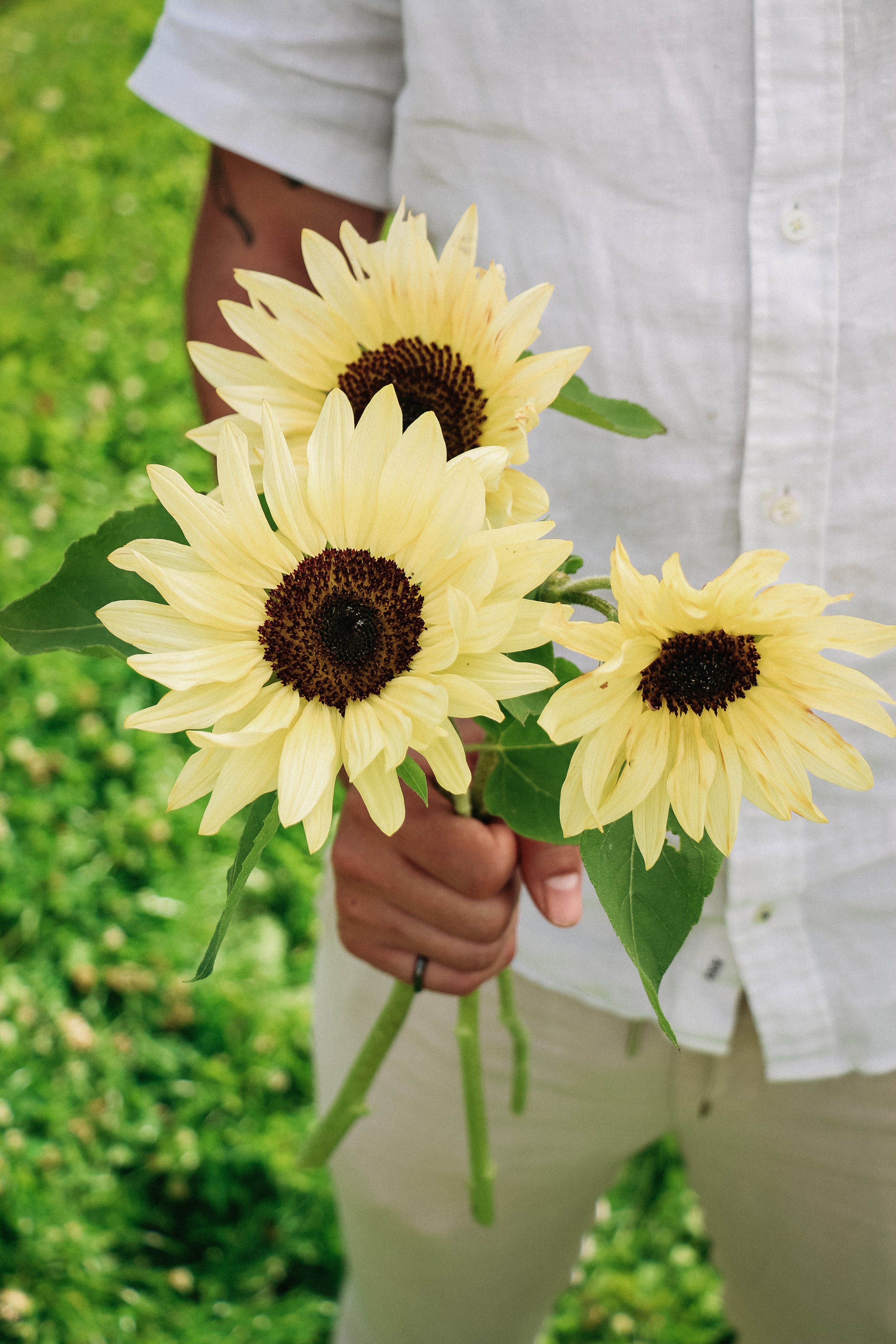 Helianthus annuus &