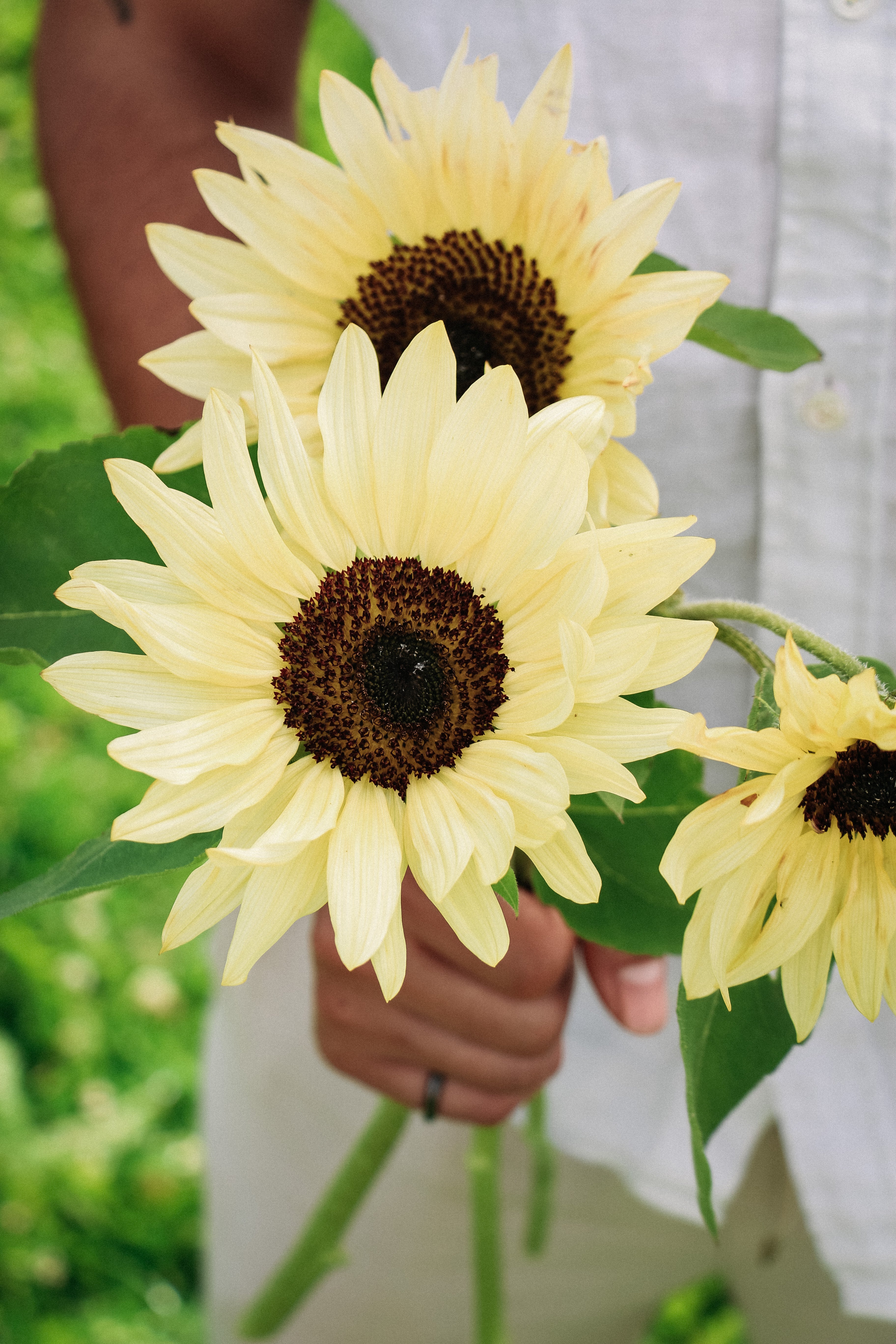 Helianthus annuus &