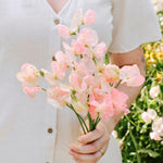 Lathyrus odoratus 'Spring Sunshine Nancy'-Angelo