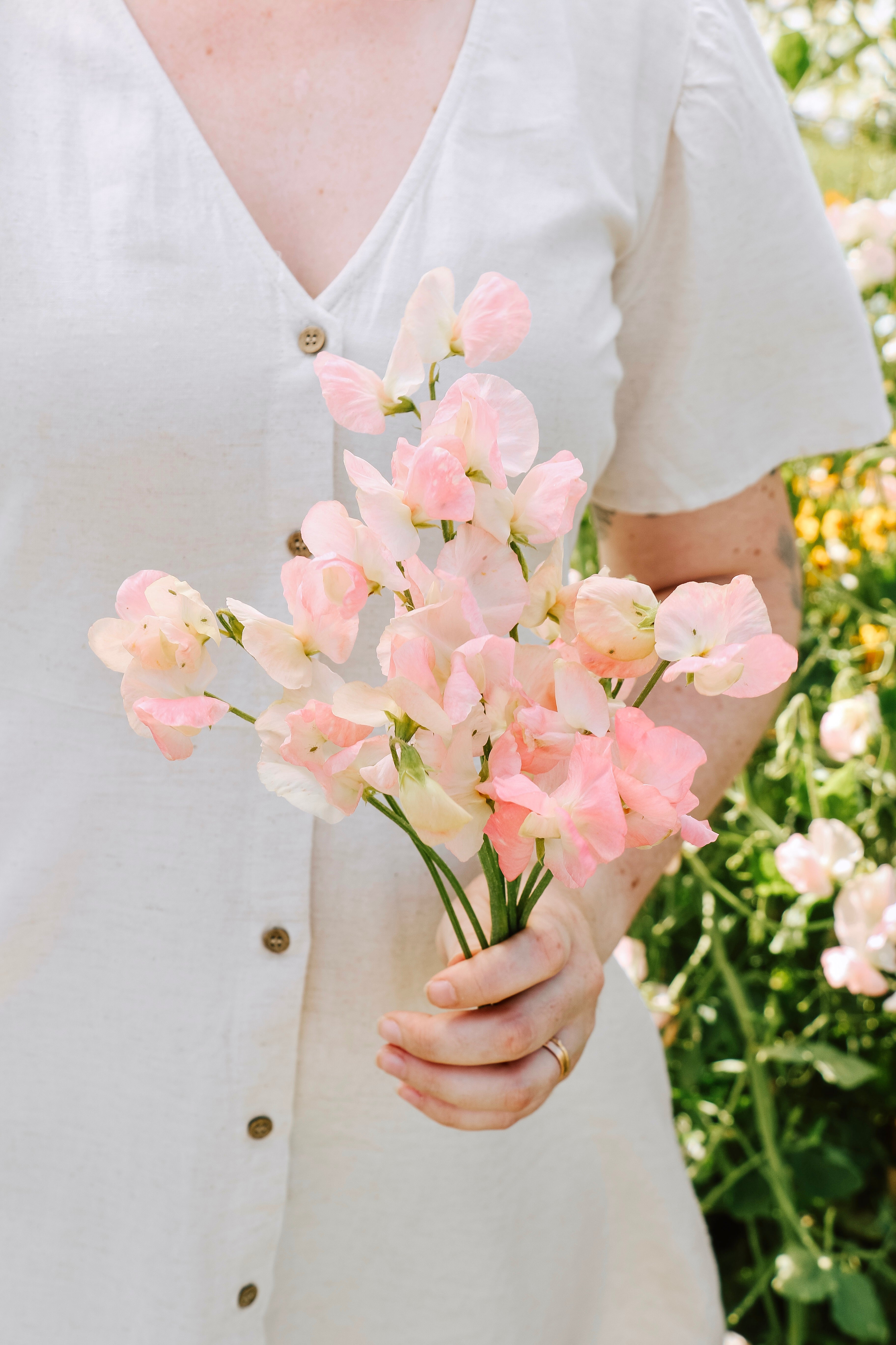 Lathyrus odoratus 'Spring Sunshine Nancy'-Angelo