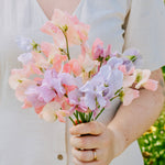 Lathyrus odoratus 'Above the clouds mix'-Angelo