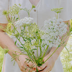 Ammi majus-Angelo