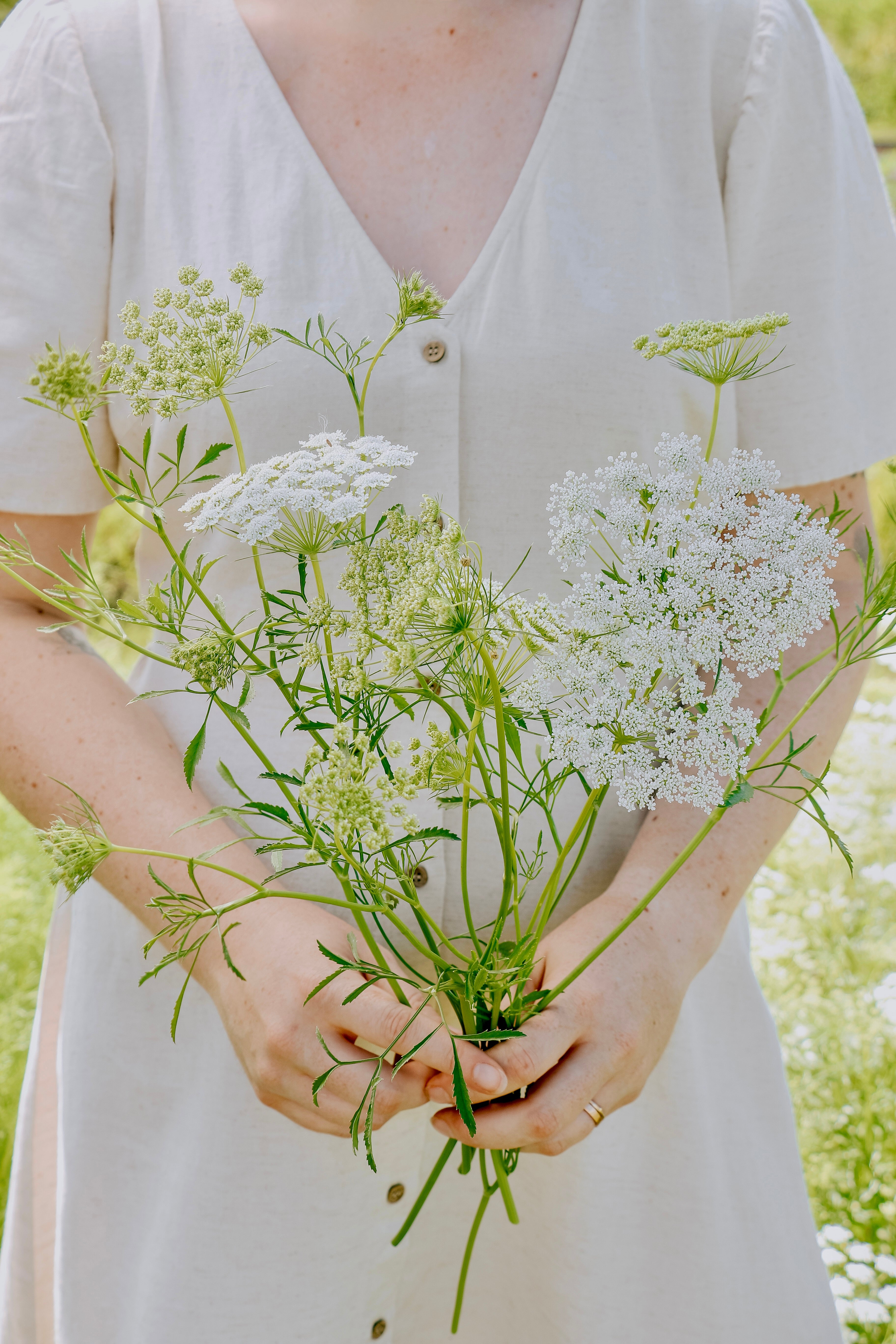 Ammi majus-Angelo