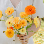 Calendula officinalis 'tall double mixed'-Angelo