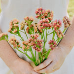 Limonium sinuatum 'qis apricot'-Angelo