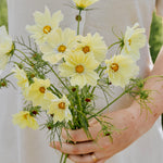 Cosmos bipinnatus 'xanthos'-Angelo