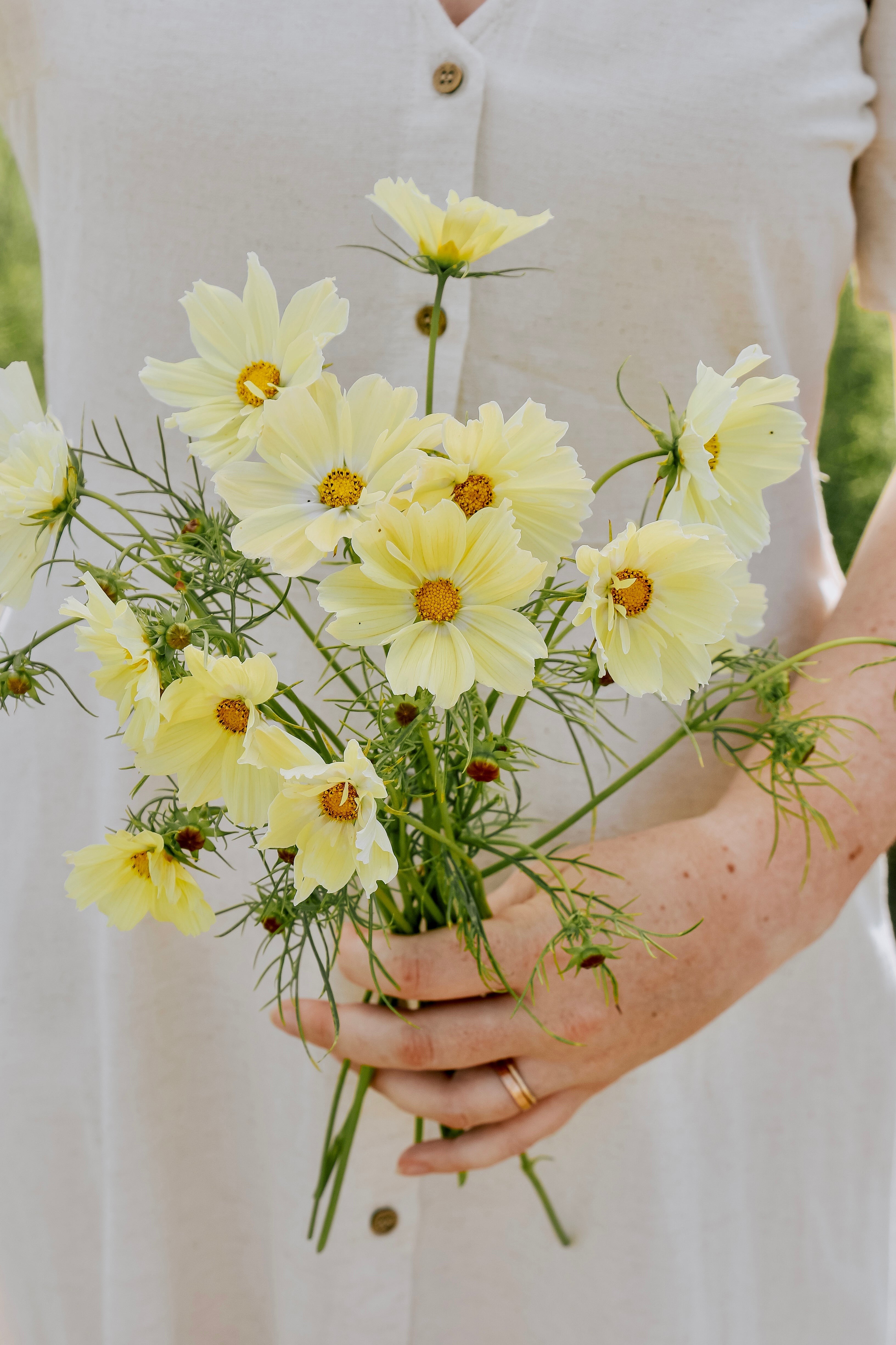Cosmos bipinnatus 'xanthos'-Angelo
