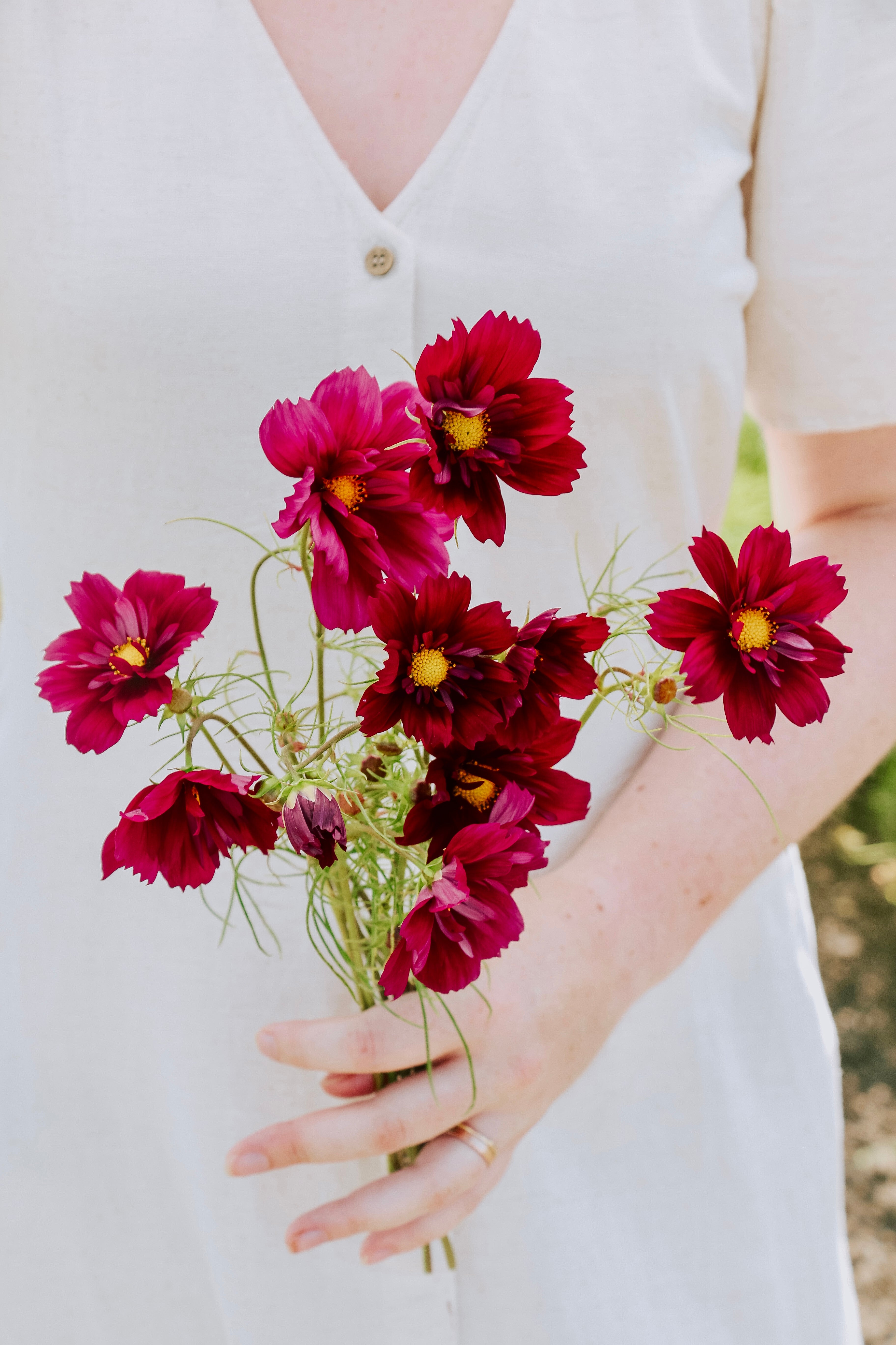 Cosmos bipinnatus 'Fandango'-Angelo