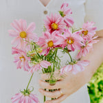 Cosmos bipinnatus 'Rosetta'-Angelo