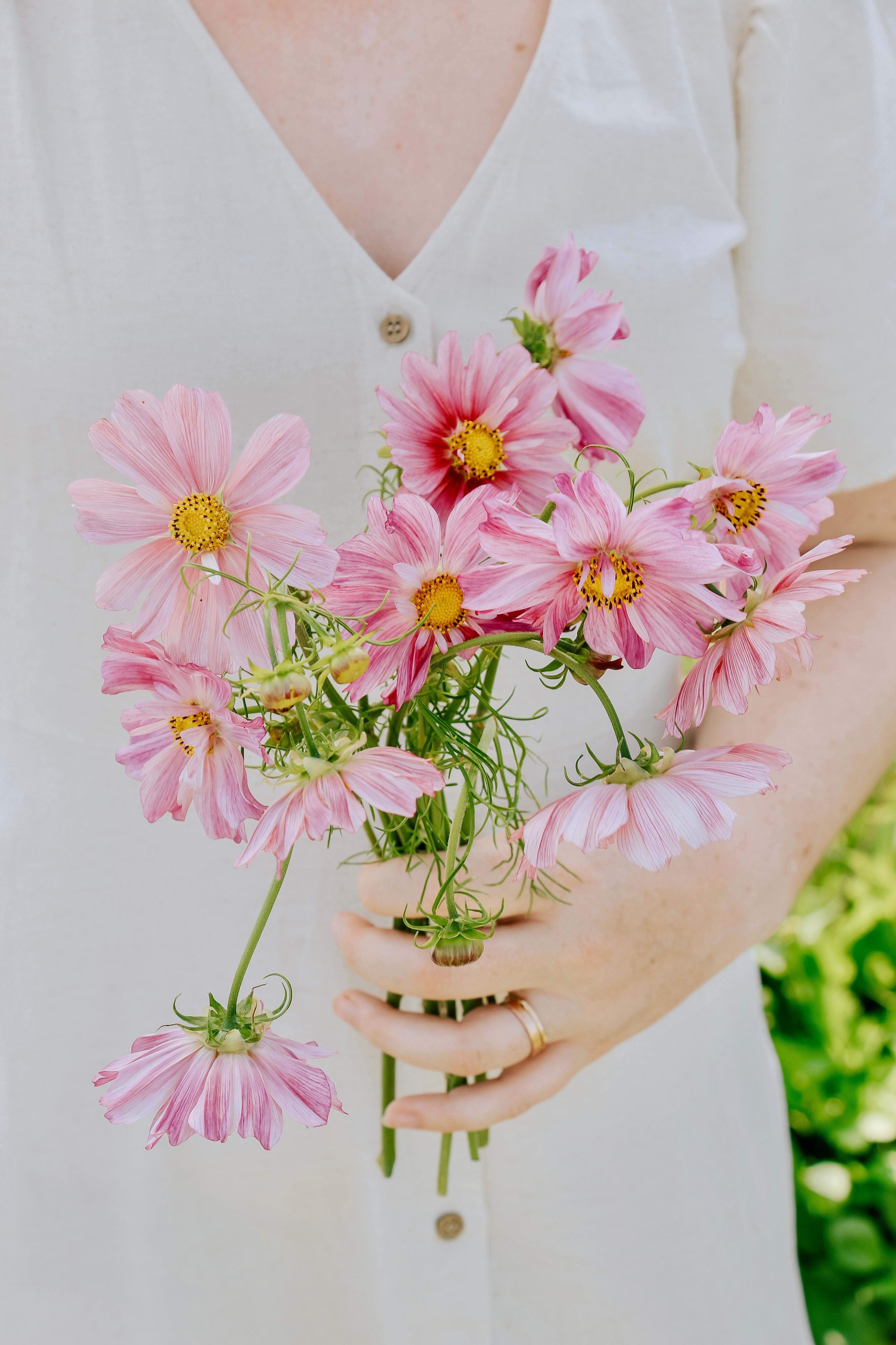 Cosmos bipinnatus 'Rosetta'-Angelo