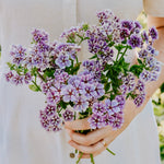 PHLOX drummondii 'Sugar Stars'-Angelo