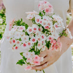 Phlox drummondii 'Blushing Bride'-Angelo