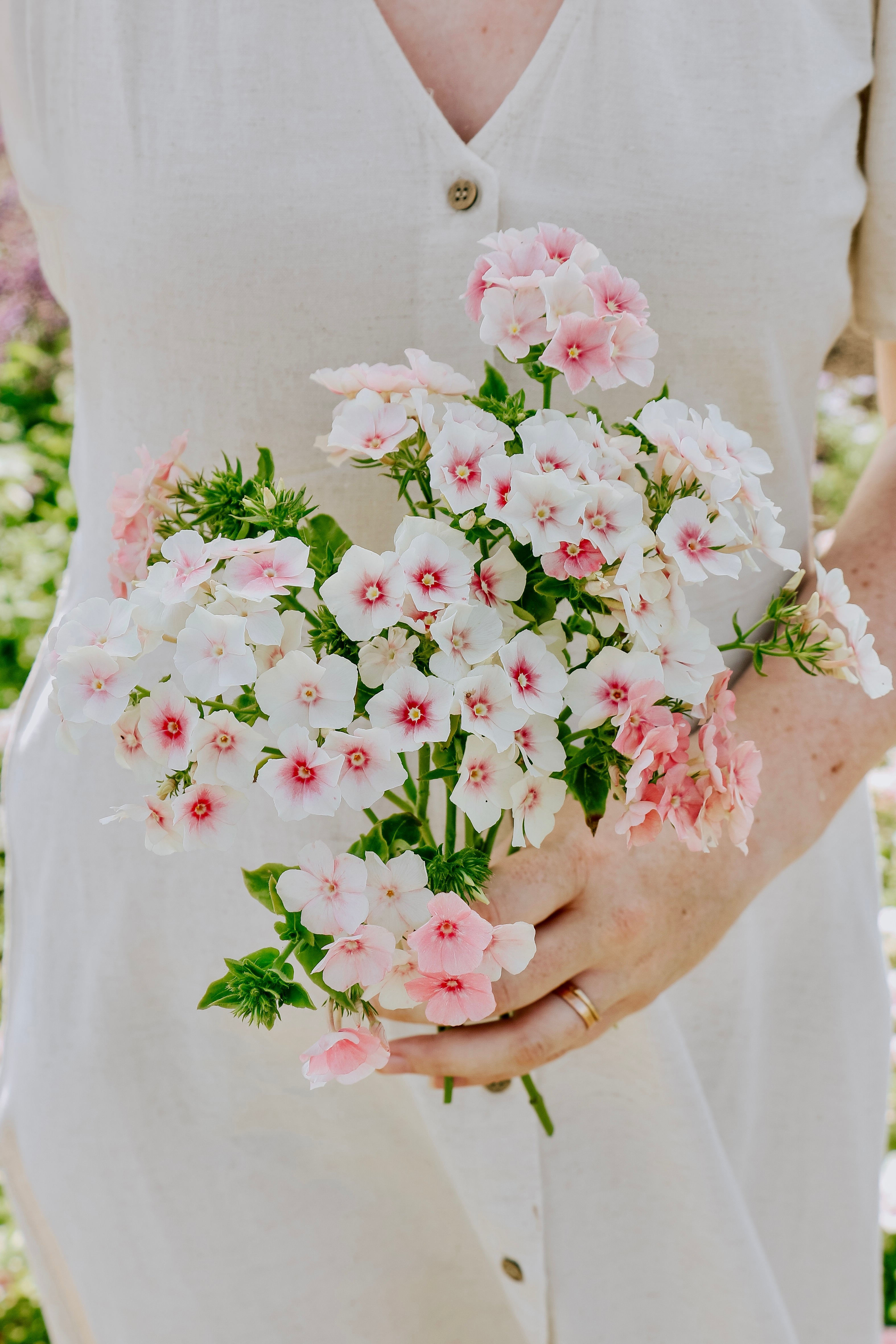 Phlox drummondii 'Blushing Bride'-Angelo