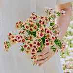 PHLOX drummondii 'Cherry Caramel'-Angelo