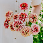 Zinnia elegans 'Mazurkia'-Angelo