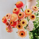 Zinnia elegans 'Zinderella Peach'-Angelo