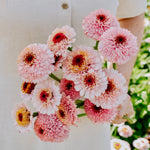 Zinnia elegans 'Zinderella Lilac'-Angelo