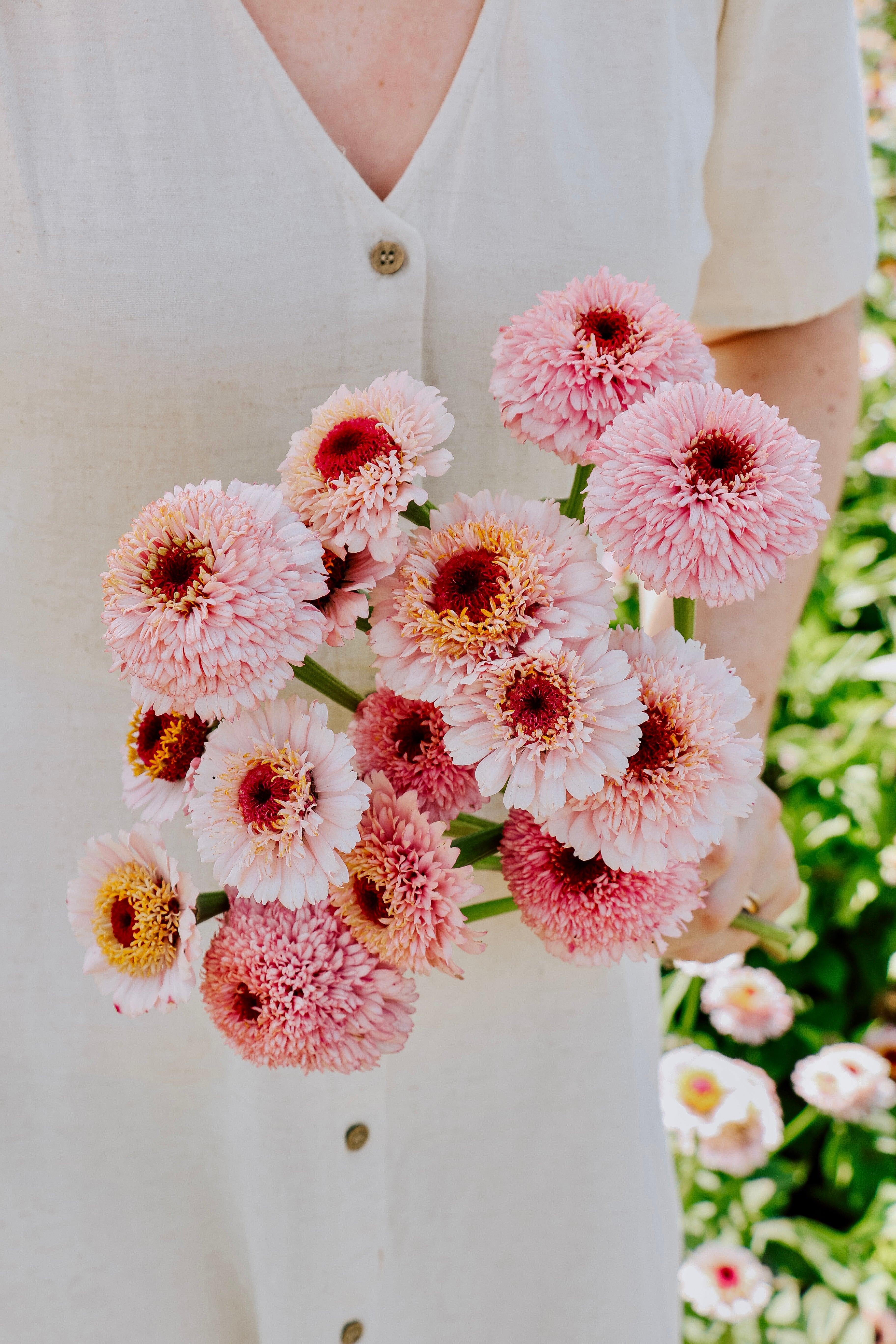 Zinnia elegans 'Zinderella Lilac'-Angelo