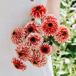 Zinnia Zinderella 'Fizz'-Angelo