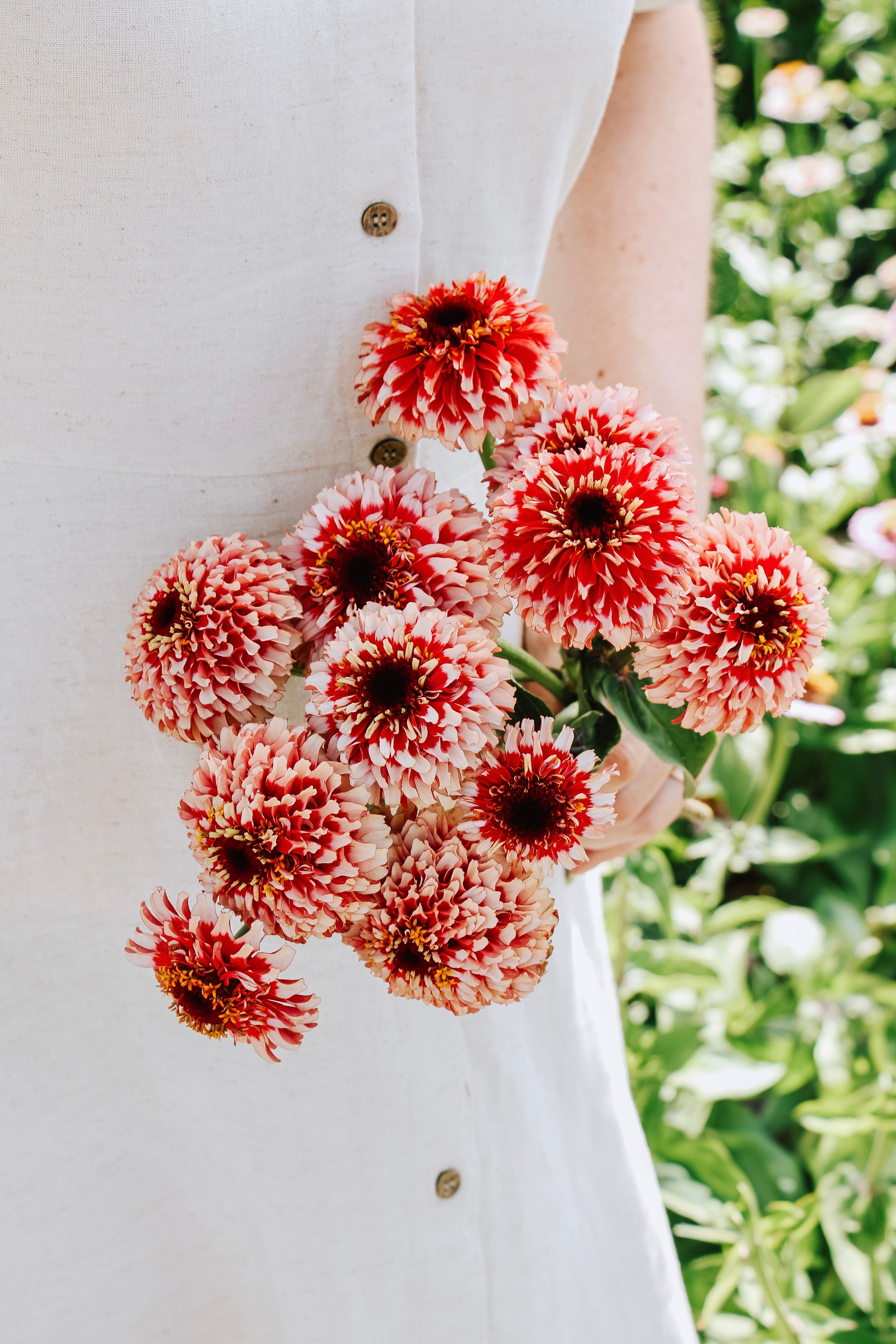 Zinnia Zinderella 'Fizz'-Angelo
