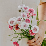 Centaurea cyanus 'Classic Romantic'-Angelo