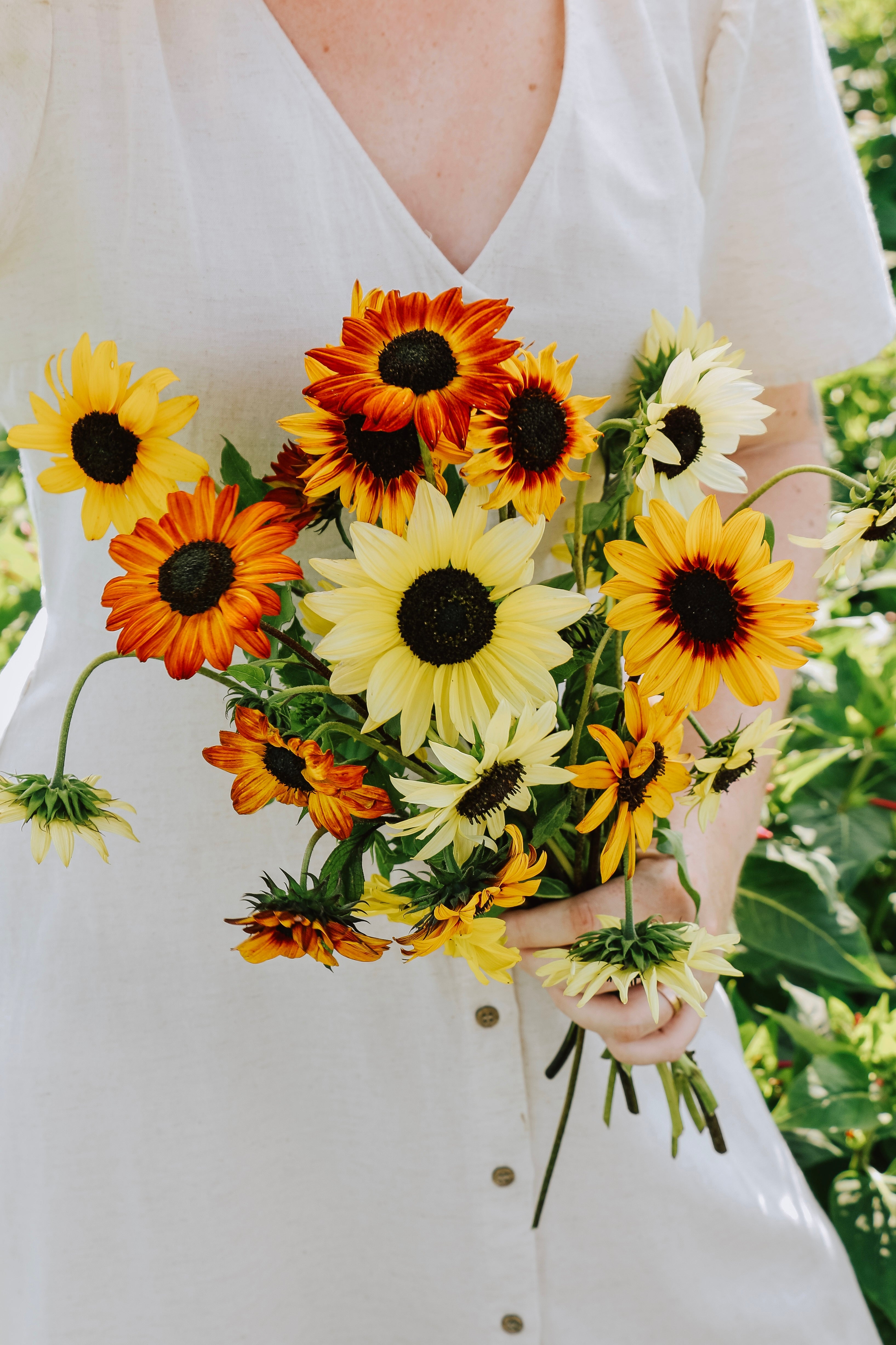 Helianthus debilis 'soluna mix'-Angelo