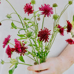 Knautia macedonica 'red cherries'-Angelo