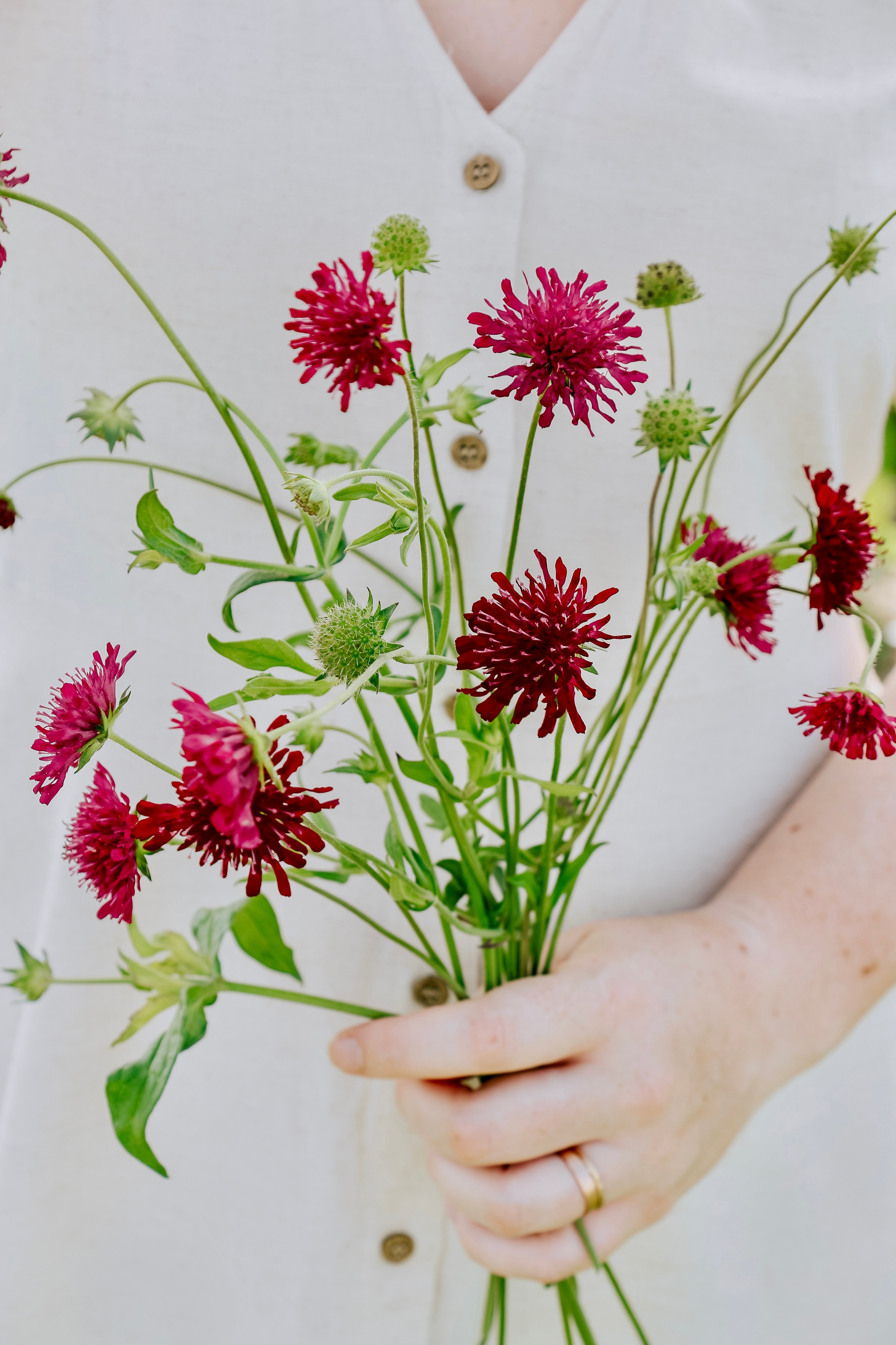 Knautia macedonica 'red cherries'-Angelo