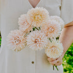 Callistephus chinensis 'king size apricot'-Angelo