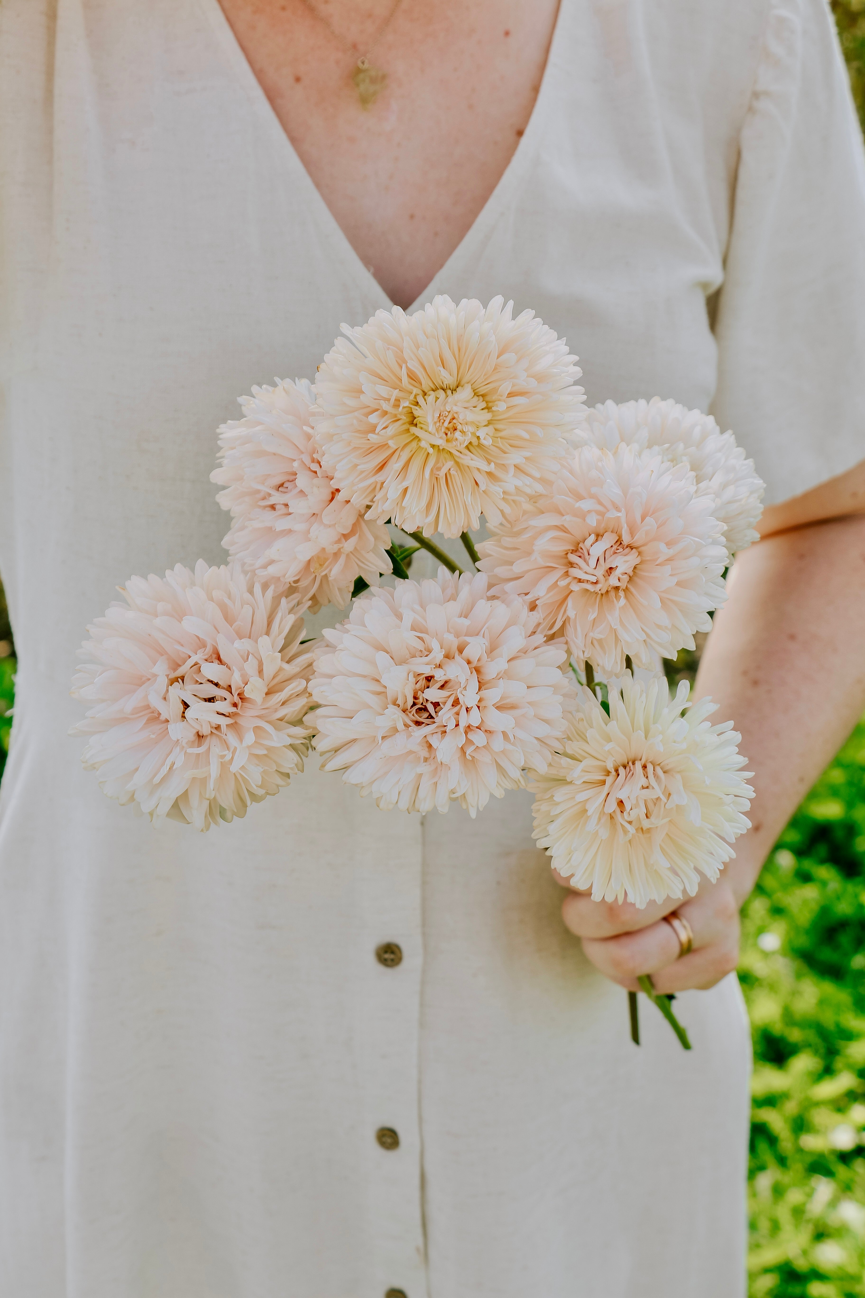 Callistephus chinensis 'king size apricot'-Angelo