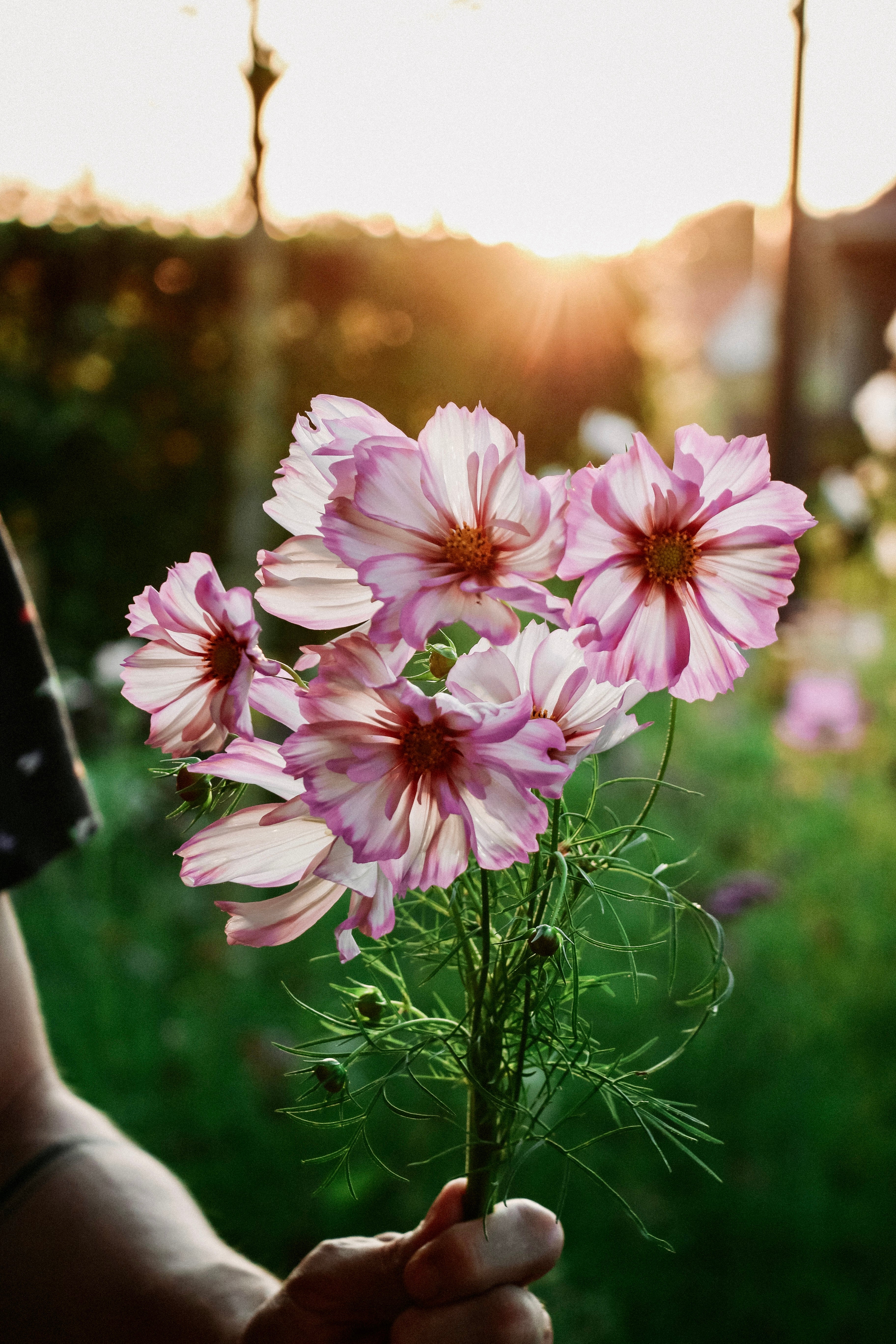 Cosmos bipinnatus &