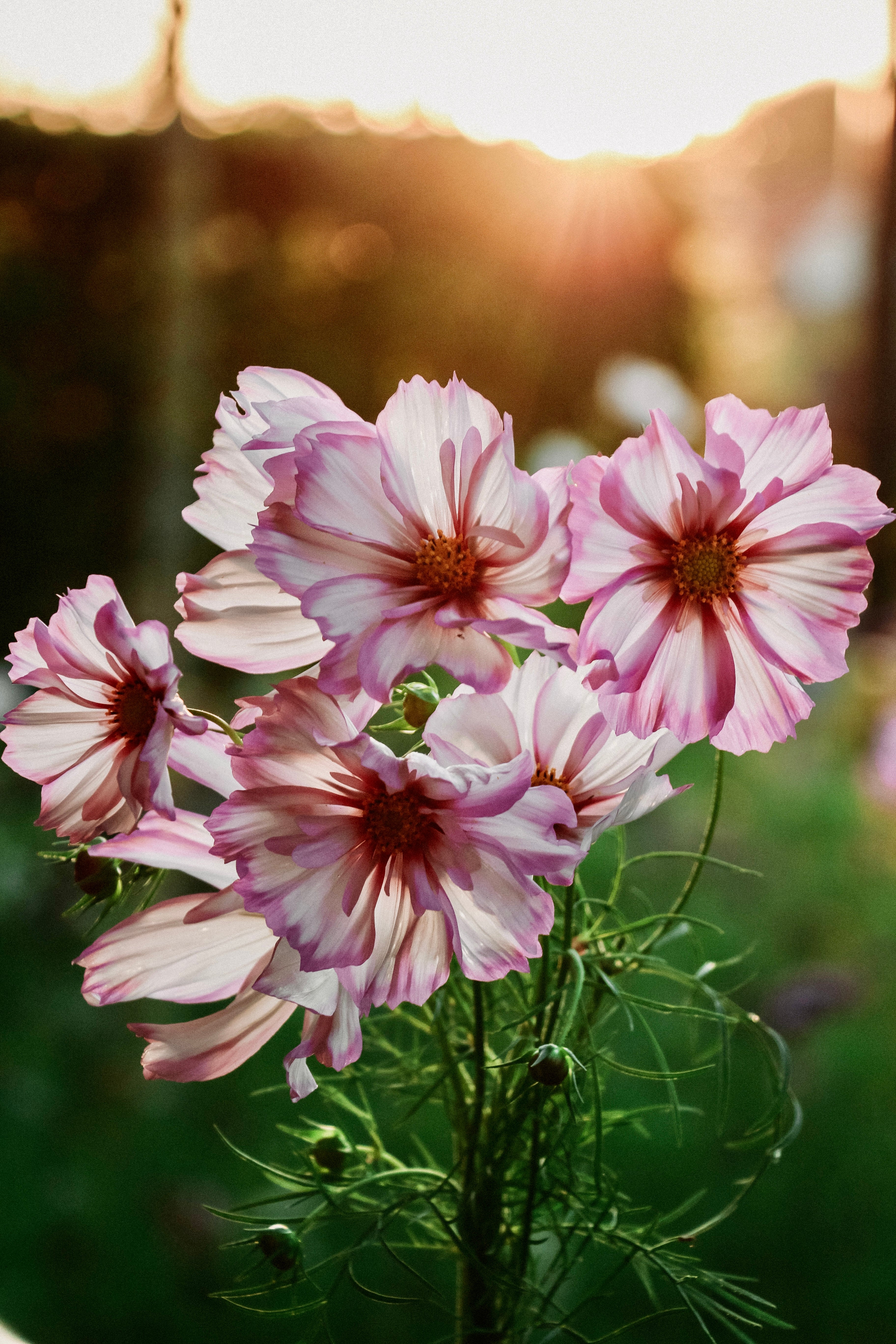Cosmos bipinnatus &