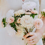 Callistephus chinensis 'the roses mixture'-Angelo