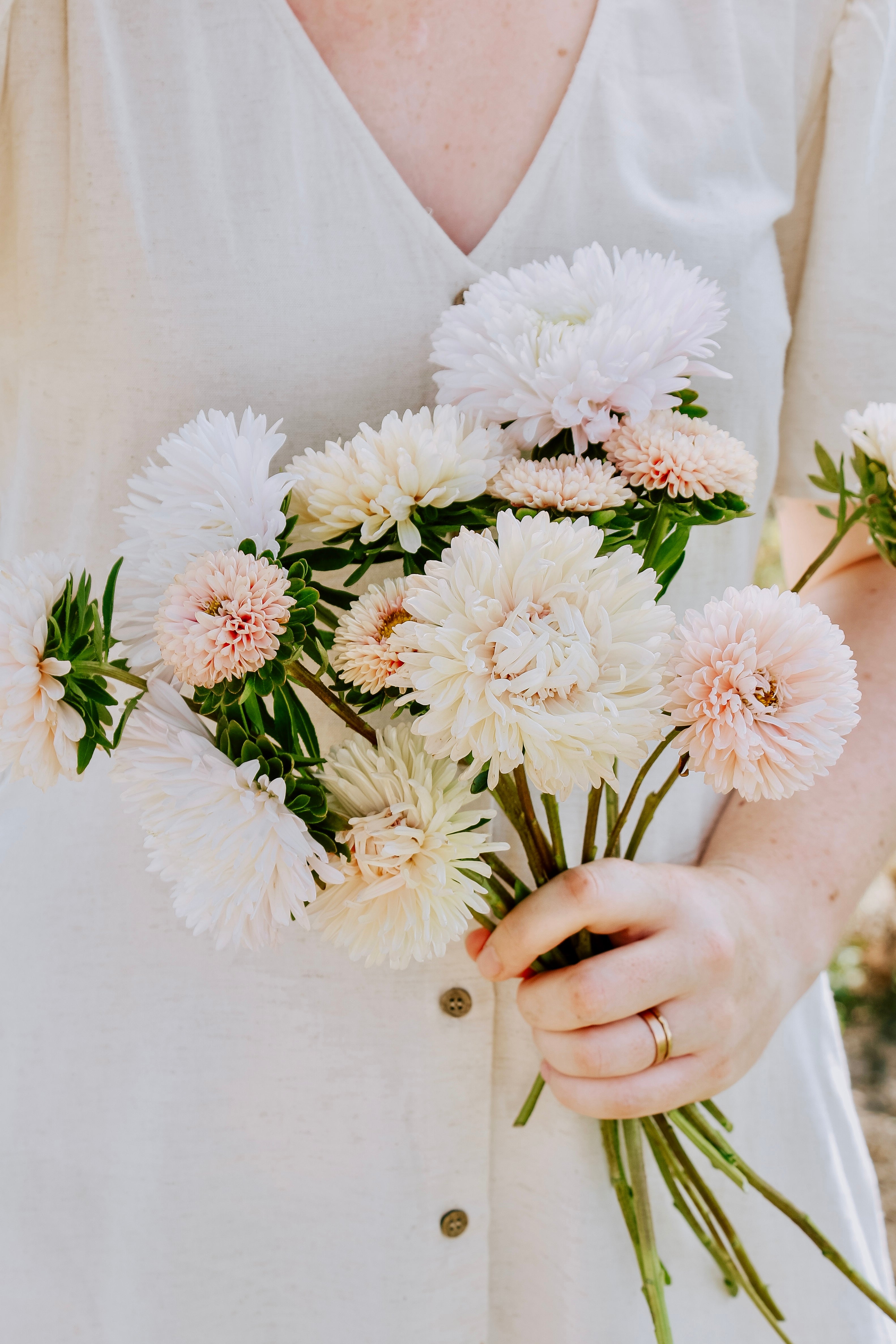 Callistephus chinensis 'the roses mixture'-Angelo