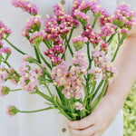 Limonium sinuatum 'forever happy'-Angelo